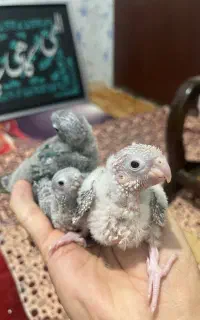 جوجه سرلاکی گرینجیک
