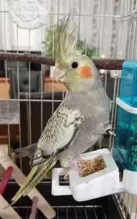 عروس هلندی گل باقالی