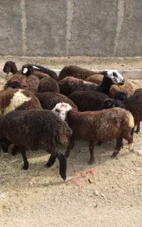 بره ماده افشار