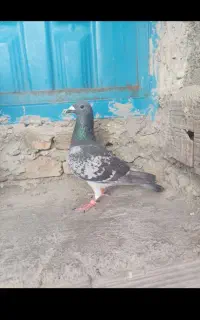 کفتر دورگ