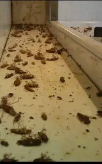 سمپاشی سوسک،ساس کل حشرات بایک مرحله تضمینی اقتصادی