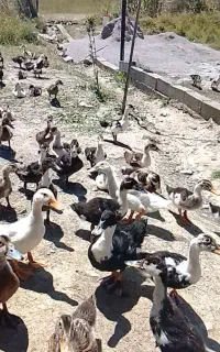 اردک محلی چاق و سروحال