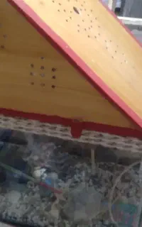 آکواریوم.باوسایل کامل.عروس هلندی جوان باقفس