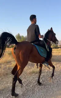 اسب ماده و