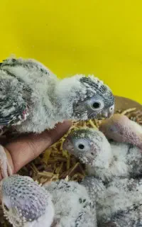 جوجه گرینچیک سرلاکی