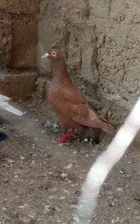 کبوتر سرخ و تکپر
