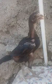 جوجه لاری اوشامو