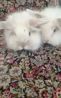 خرگوش لوپ