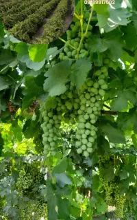 غوره