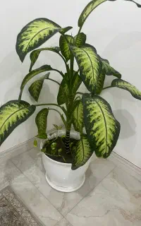 فروش گل خونگی