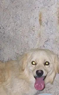سگ پامر