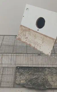 قفس و لانە