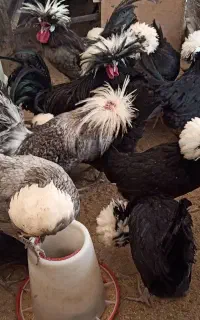 جوجه مرغ نژاد لهستانی و لوهمن