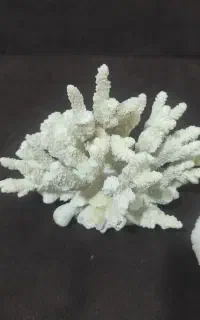 صدف و مرجان آهکی کم باب آکواریوم
