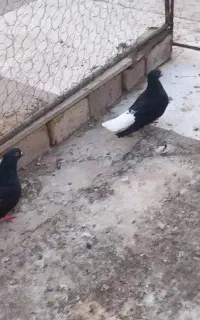 کبوتر دم سفید