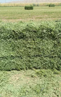 یونجه درجه یک ساق ریز