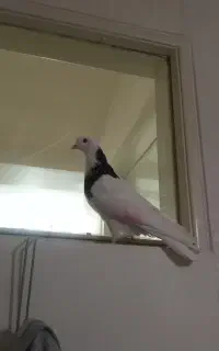 کبوتر