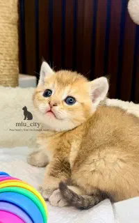 گربه صورت گرد و کیوت