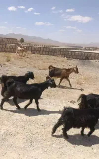 تیر بز چاق