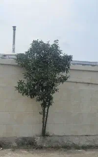 اجاره خانه ویلای گلند