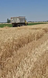 کاه گندم