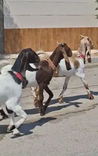 ۳راس کولار بزغاله پاکستانی خوشکل