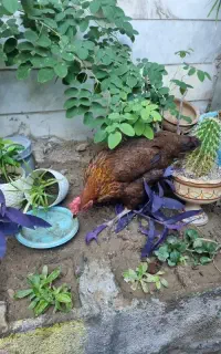 فروش مرغ تخم گذار