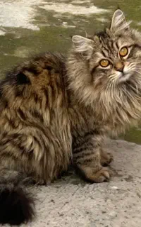 (واگذاری گربه ی خانگی)