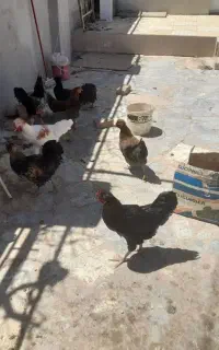 خروس محلی