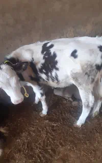 گوساله ماده سیمینتال