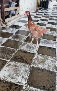 مرغ و خروس محلی