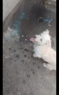 .سگ