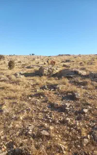 سگ ماده شکاری هلیلان