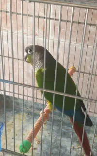 گرینچک