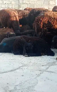 استخدام کارگر