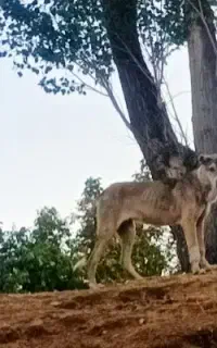 ماده سرابی شجره دار
