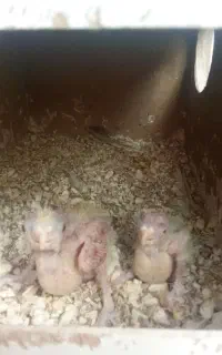 سلام دوستان دوعد جوجه عروس چشم شرابی