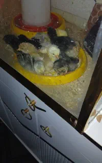 جوجه گلین وبرهما