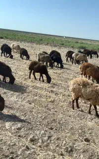 سگ گم شده یک هفته پیش نگهبان گوسفندابوده