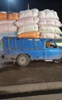 کاه گندم و خار شتر