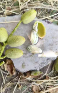 خرید. پسته کال  رسیده