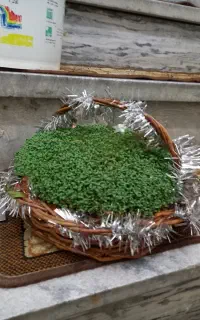سبزه سیاه کنجی