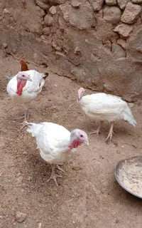 بوقلمون گوشتی