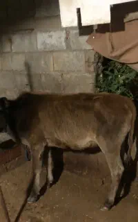 تلم خو‌شگل ‌و میزان