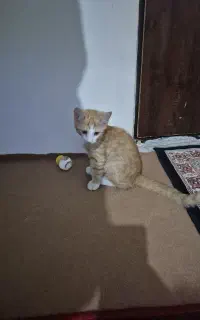بچه گربه بازیگوش نژاد میکس