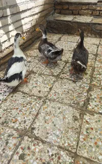 ۳عدد اردک سالم و سرحال