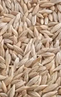 جو دیم درج یک مثل زردآلو مخصوص بذر