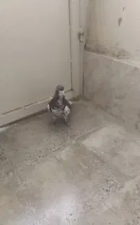 کبوتر چپ سرخ