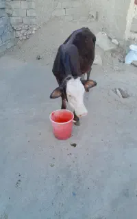 گوساله نر  سمینتال اصل
