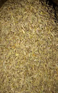 زیره سبز